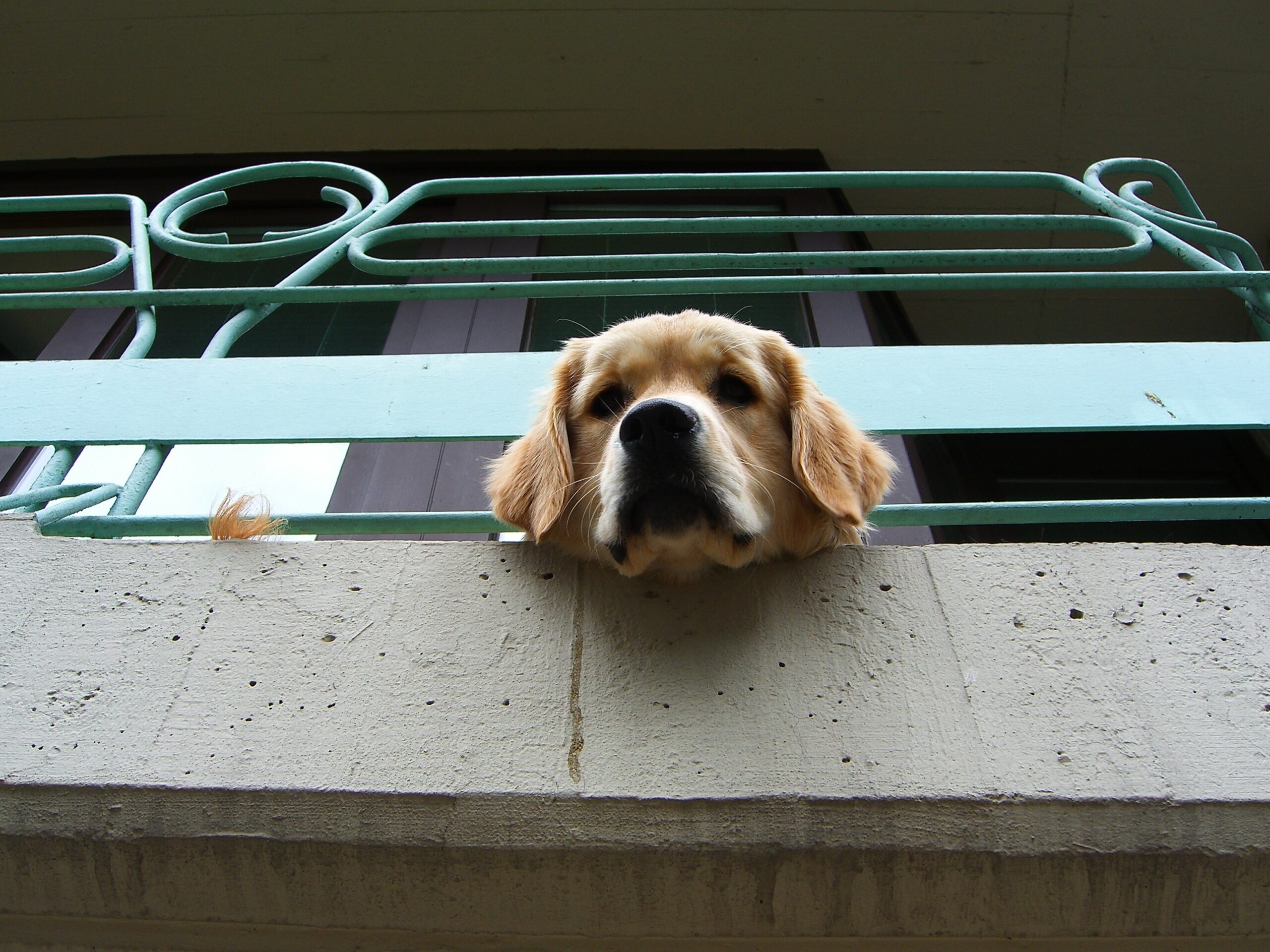 Der „Schulbegleithund“ – Gedanken aus Trainersicht