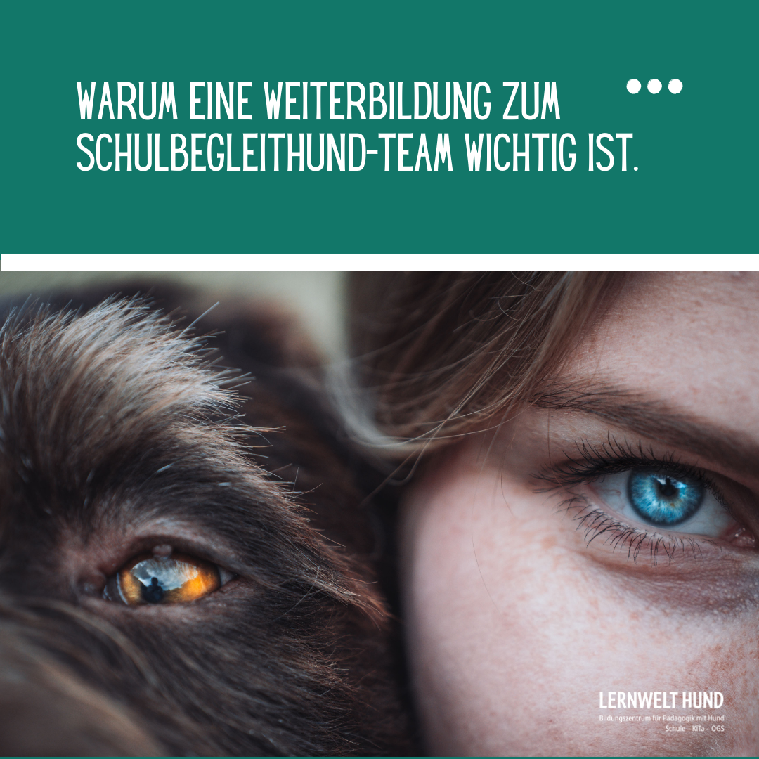 Warum eine Weiterbildung zum Schulbegleithund-Team wichtig ist.