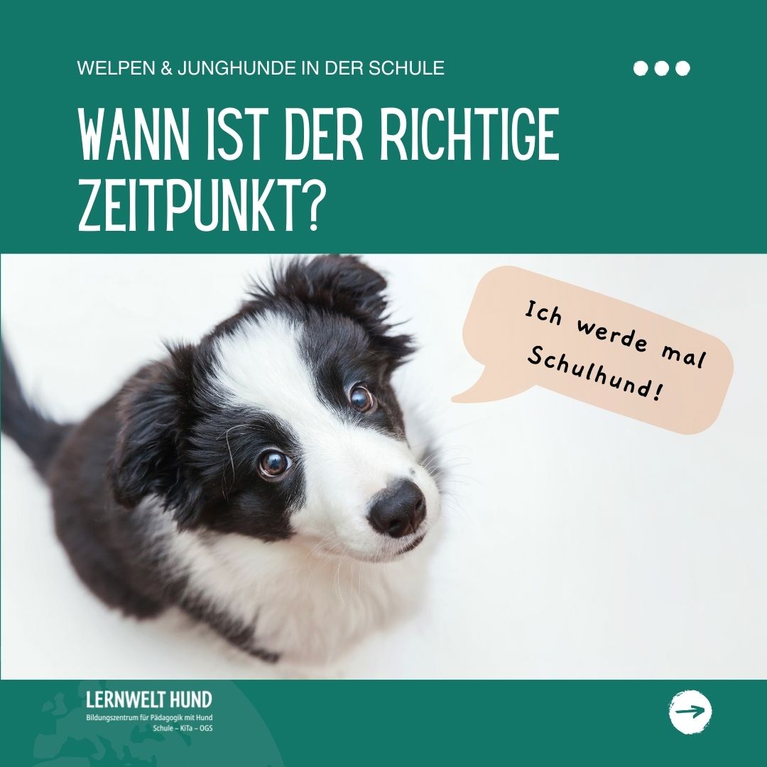 Welpen und Junghunde in der Schule: Wann ist der richtige Zeitpunkt?