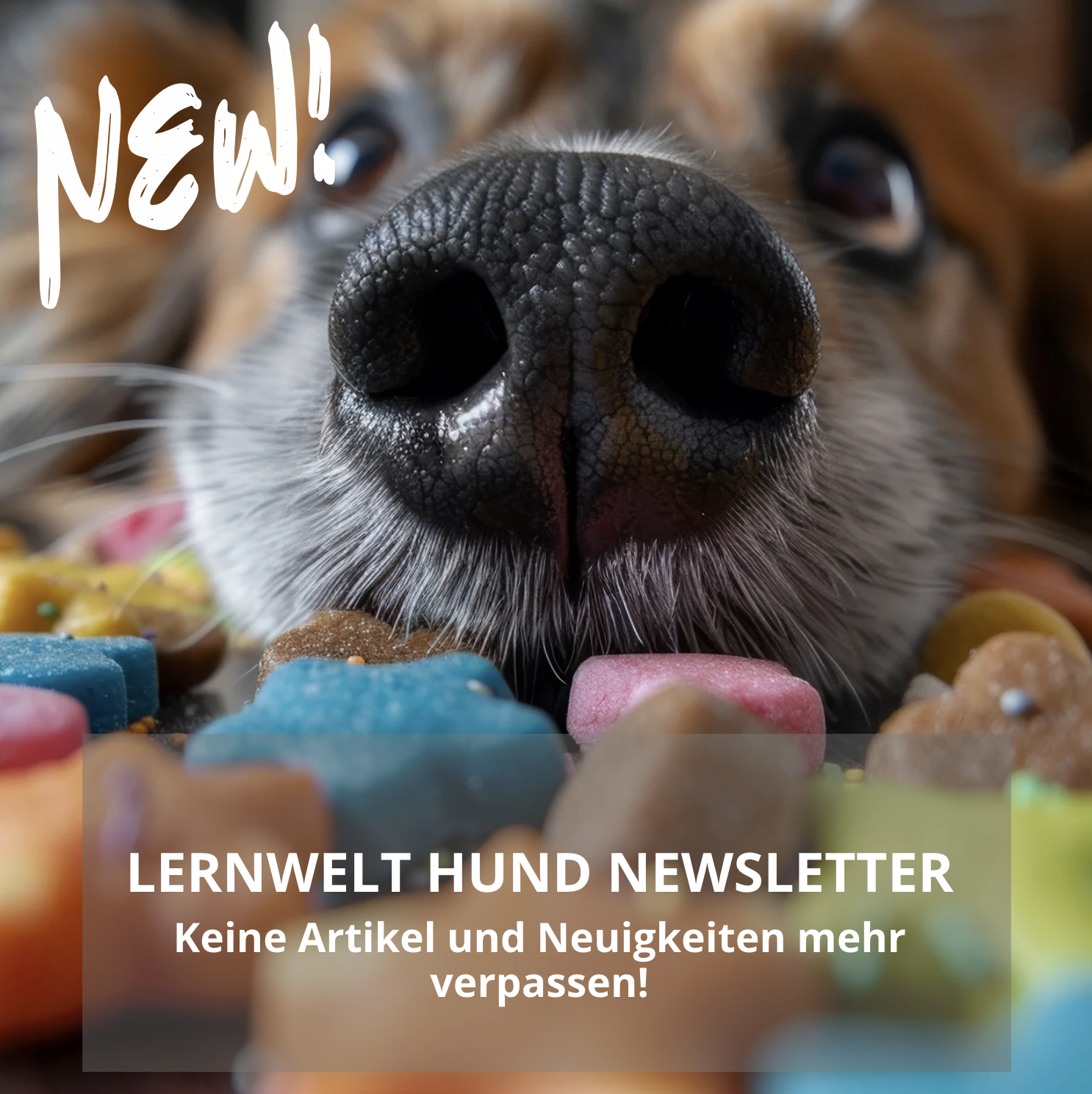 NEU! Lernwelt Hund Newsletter