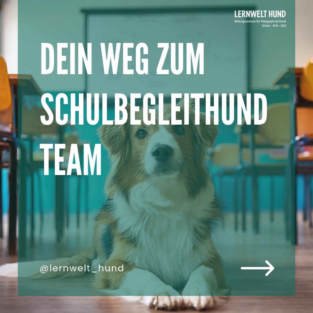 🌟 Ihr Weg zum Schulbegleithund-Team 🌟