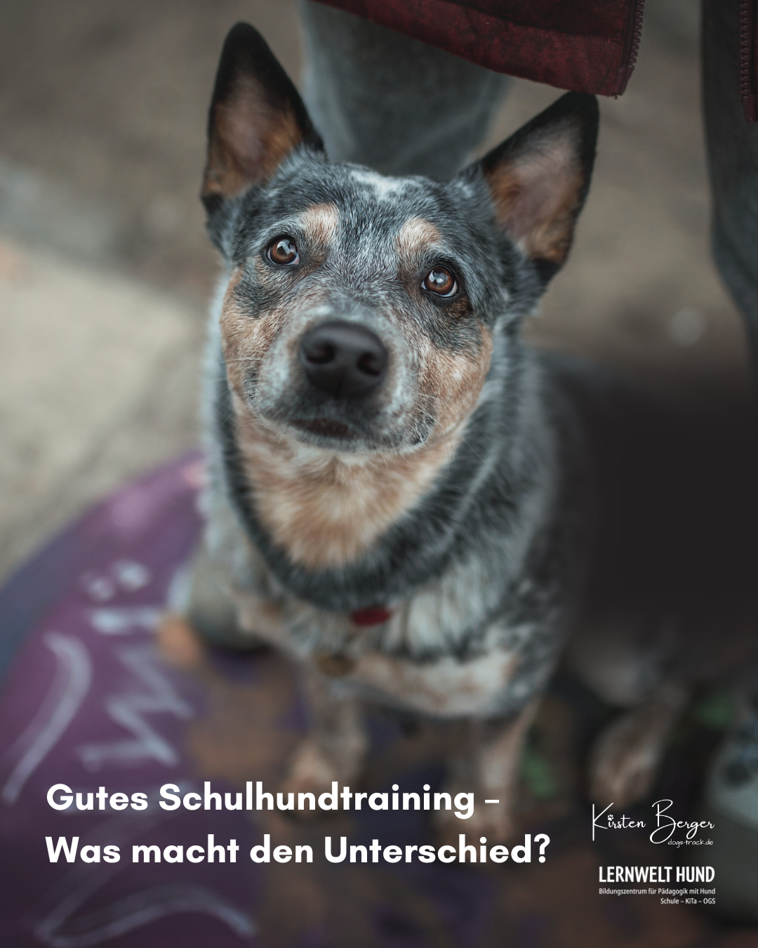 Gutes Schulhundtraining – Was macht den Unterschied?