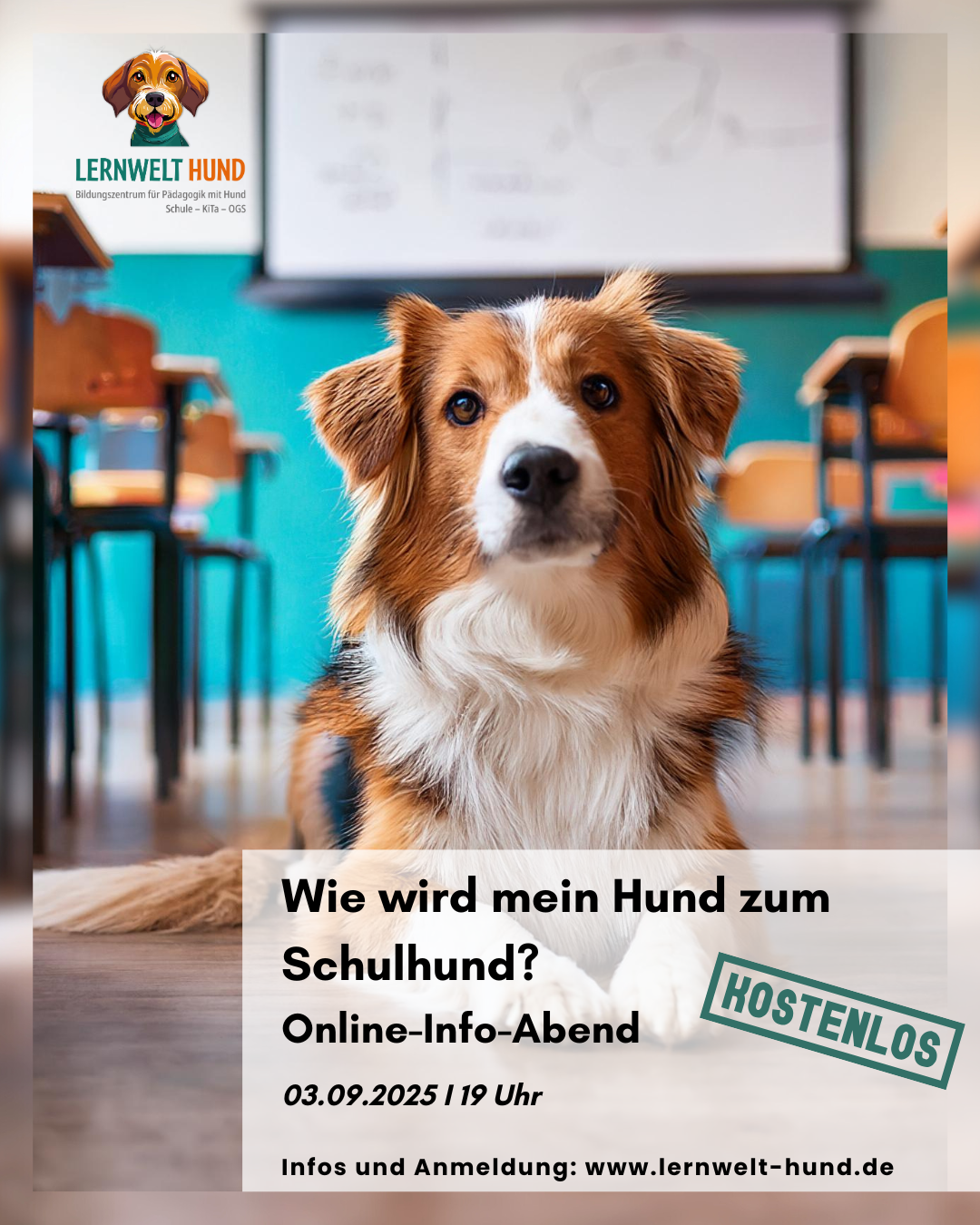 Kostenloser Online Info-Abend - Wie wird mein Hund zum Schulhund?
