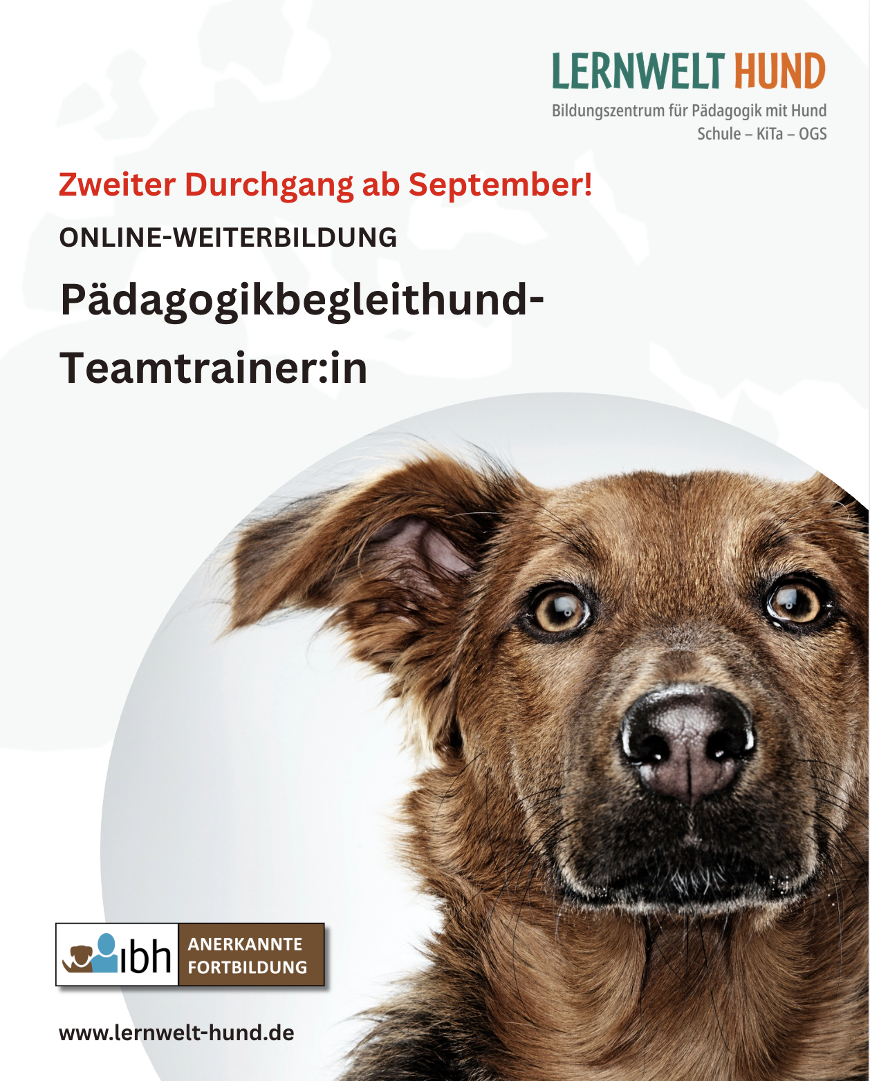 Pädagogikbegleithund-Teamtrainer:in